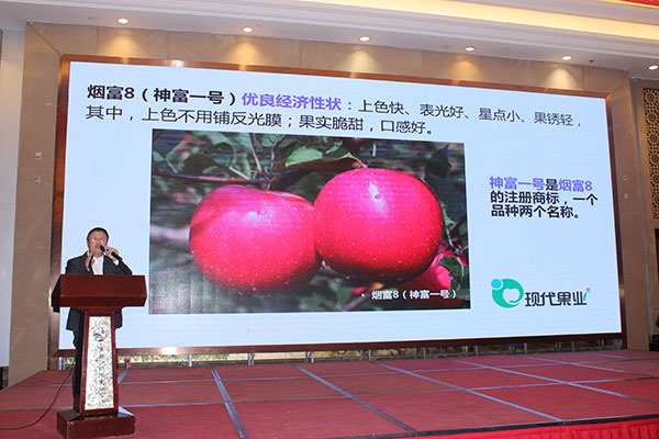 矮化苹果苗,脱毒苹果苗,苹果新品种,苹果苗,新品种苹果苗,苹果苗品种,苹果产业高峰论坛